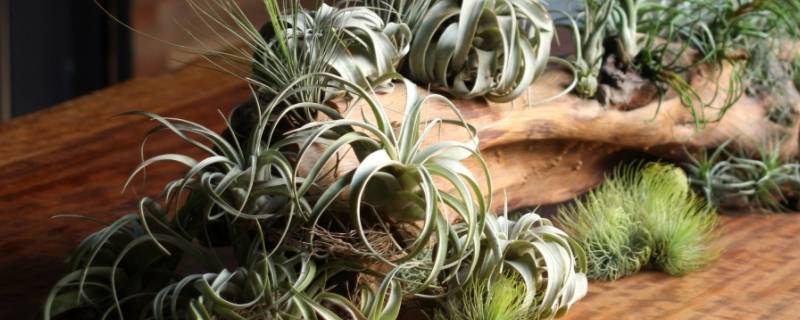 空气凤梨bc是什么意思