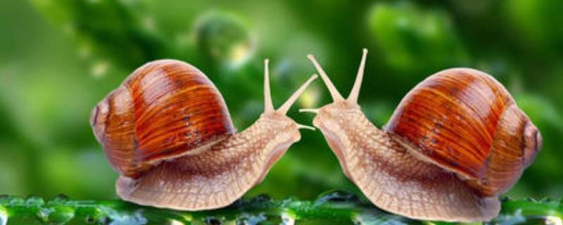蜗牛冬天冬眠吗