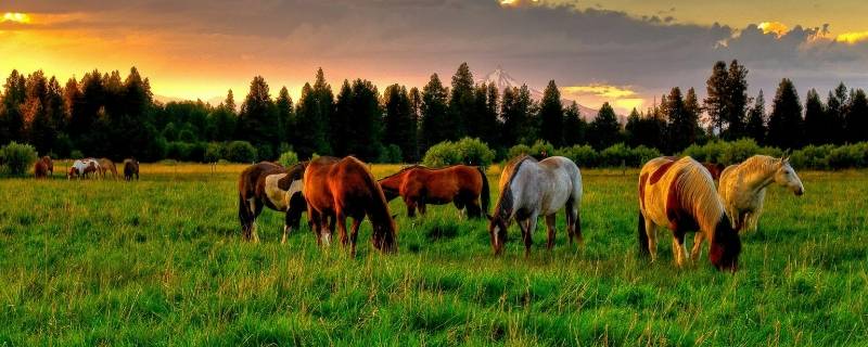 杏代表什么生肖