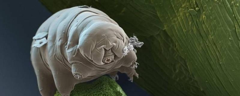 非同寻常的动物