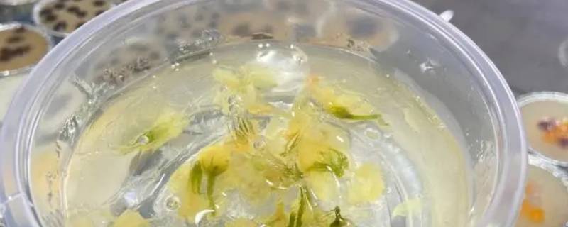 冰粉热的时候能盖保鲜膜吗