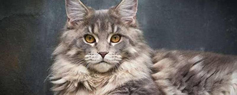 缅因猫爪分几指吗