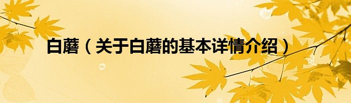 白蘑（关于白蘑的基本详情介绍）