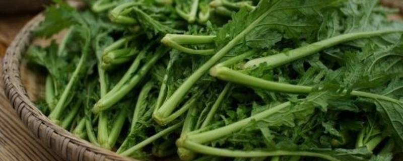 菜蕻是什么蔬菜