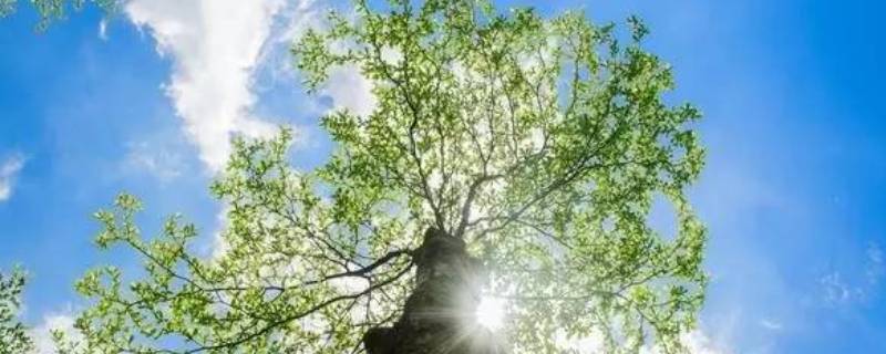 为什么大树会长高