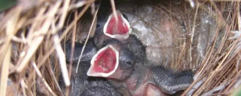 雏鸟一晚上不喂会死吗