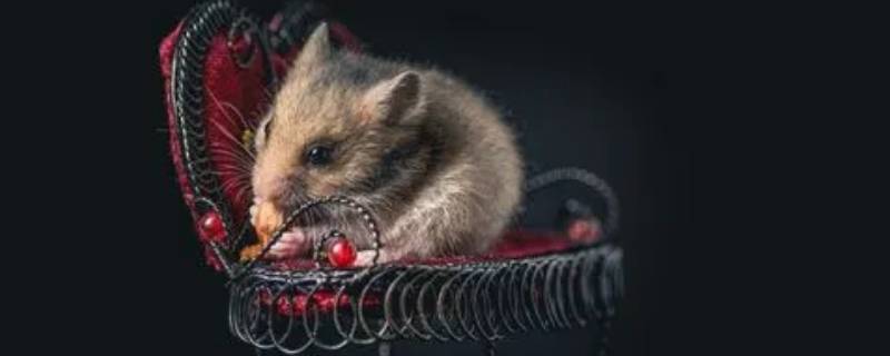 穿针走线打一正确生肖