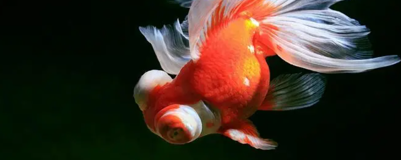 为什么网上卖的金鱼那么便宜